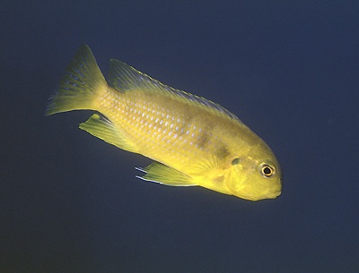 Tropheops sp. 'lumessi blue' Meponda